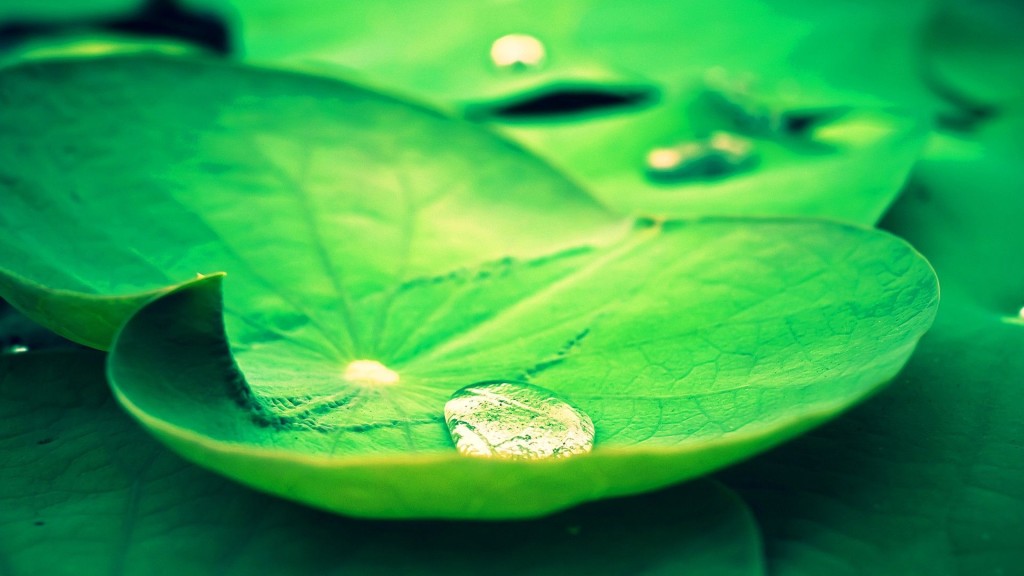 Lotus Leaf Background Wallpaper