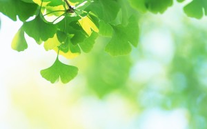 Nature Green Leaf Wallpaper HD