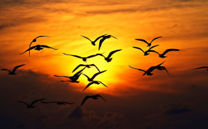 Seagull Birds Wallpaper HD