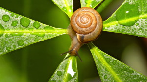 Snail Leaf Wallpaper 1920x1080