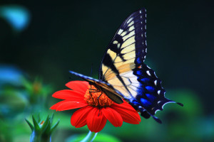 Animal Butterfly Wallpaper PC