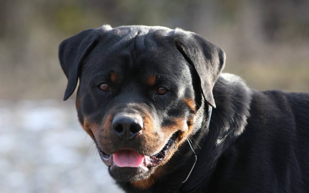 Animal Rottweiler Wallpaper Download