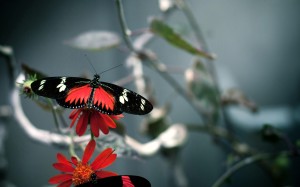 Butterfly Wallpaper