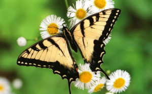 Butterfly Wallpaper HD