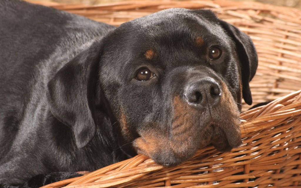 Cute Dog Rottweiler Wallpaper HD