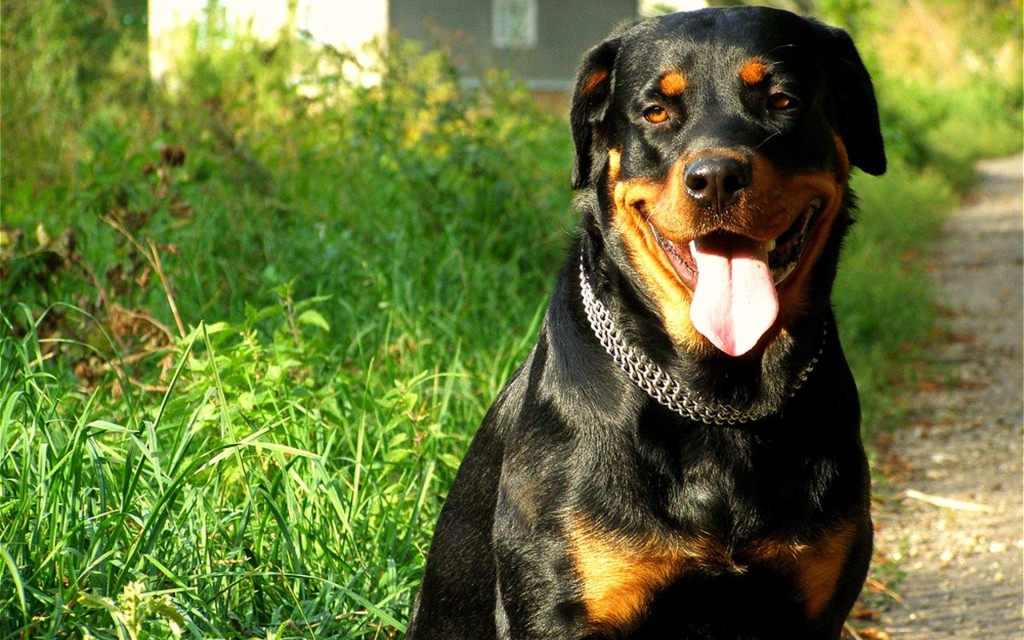 Dog Rottweiler Wallpaper HD Photo