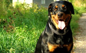 Dog Rottweiler Wallpaper HD Photo