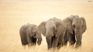 Download Elephant Wallpaper HD