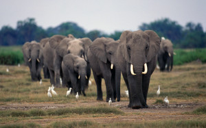 Elephant Family Wallpaper Desktop PC