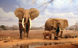 Elephant Wallpaper HD For Windows