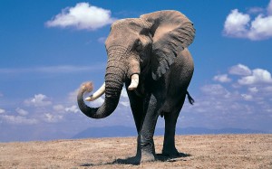 Elephant Wallpaper HD Widescreen