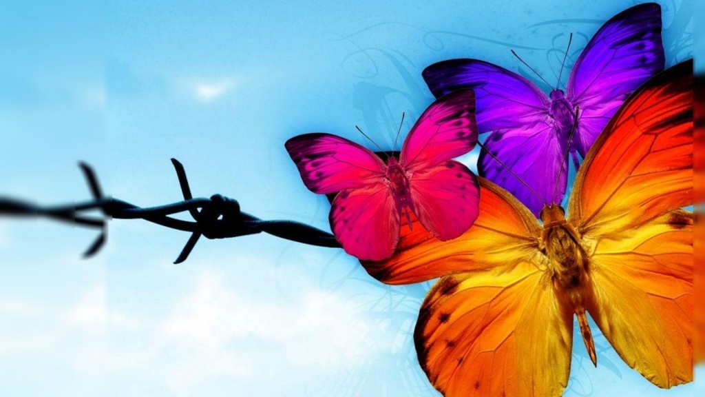 Orange Butterfly Wallpaper Cute