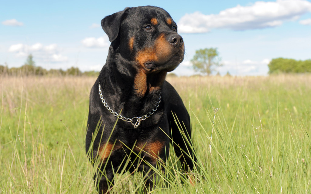 Rottweiler Dog Wallpaper HD
