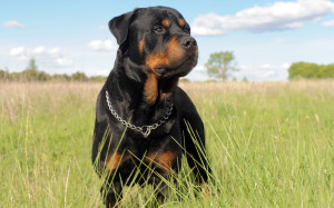 Rottweiler Dog Wallpaper HD