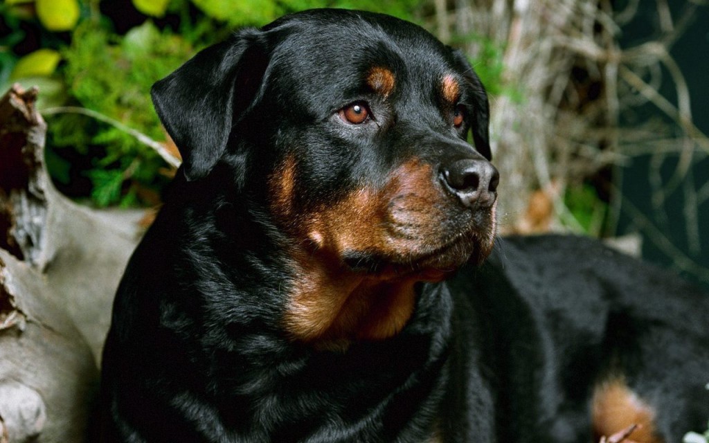 Rottweiler Wallpaper