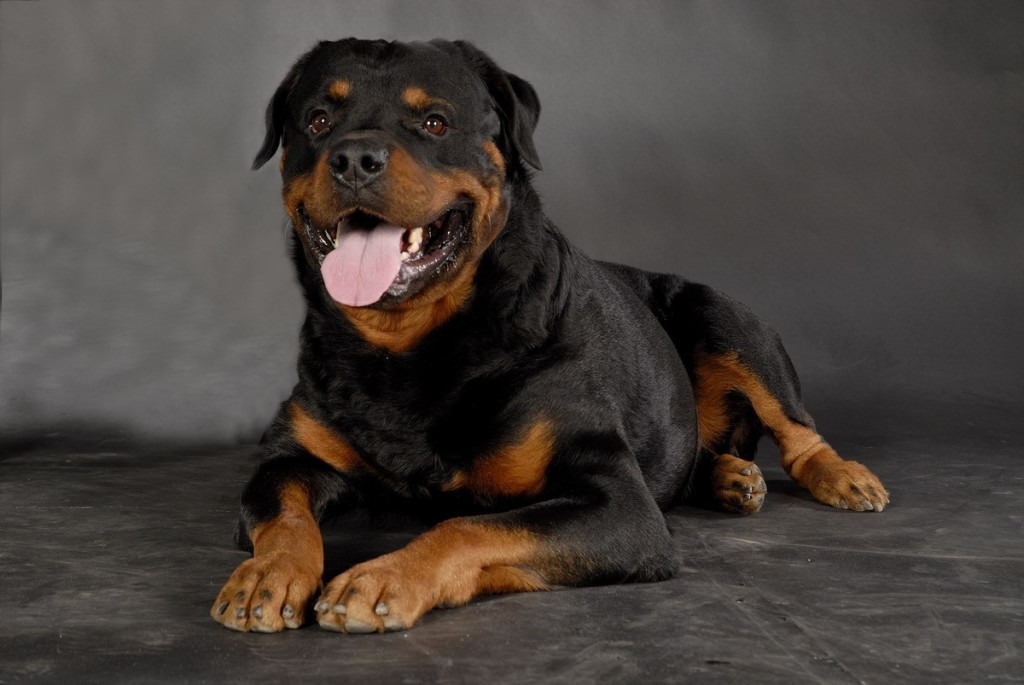 Rottweiler Wallpaper HD