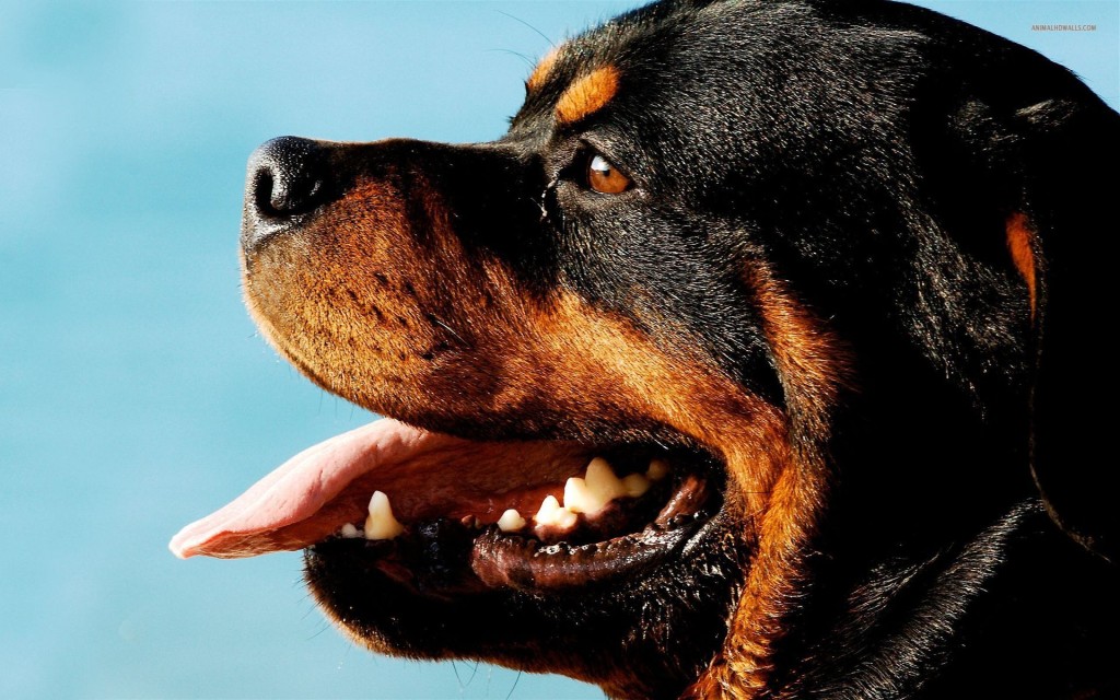 Rottweiler Wallpaper HD Images