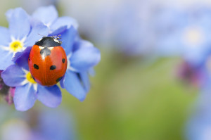 Ladybug Wallpaper
